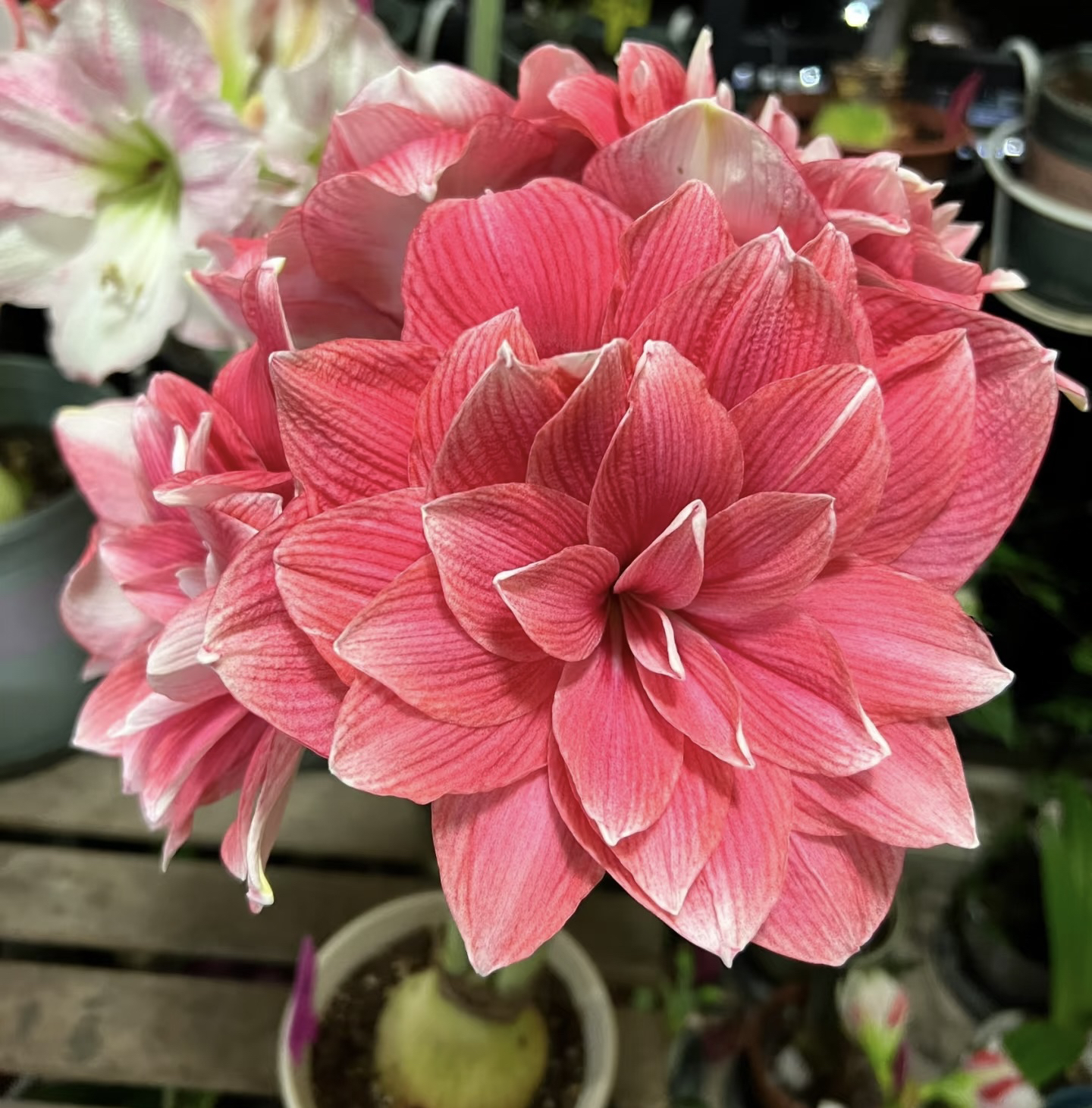 双梦朱顶红包对版种球大球室内外盆栽花卉四季开花好养活