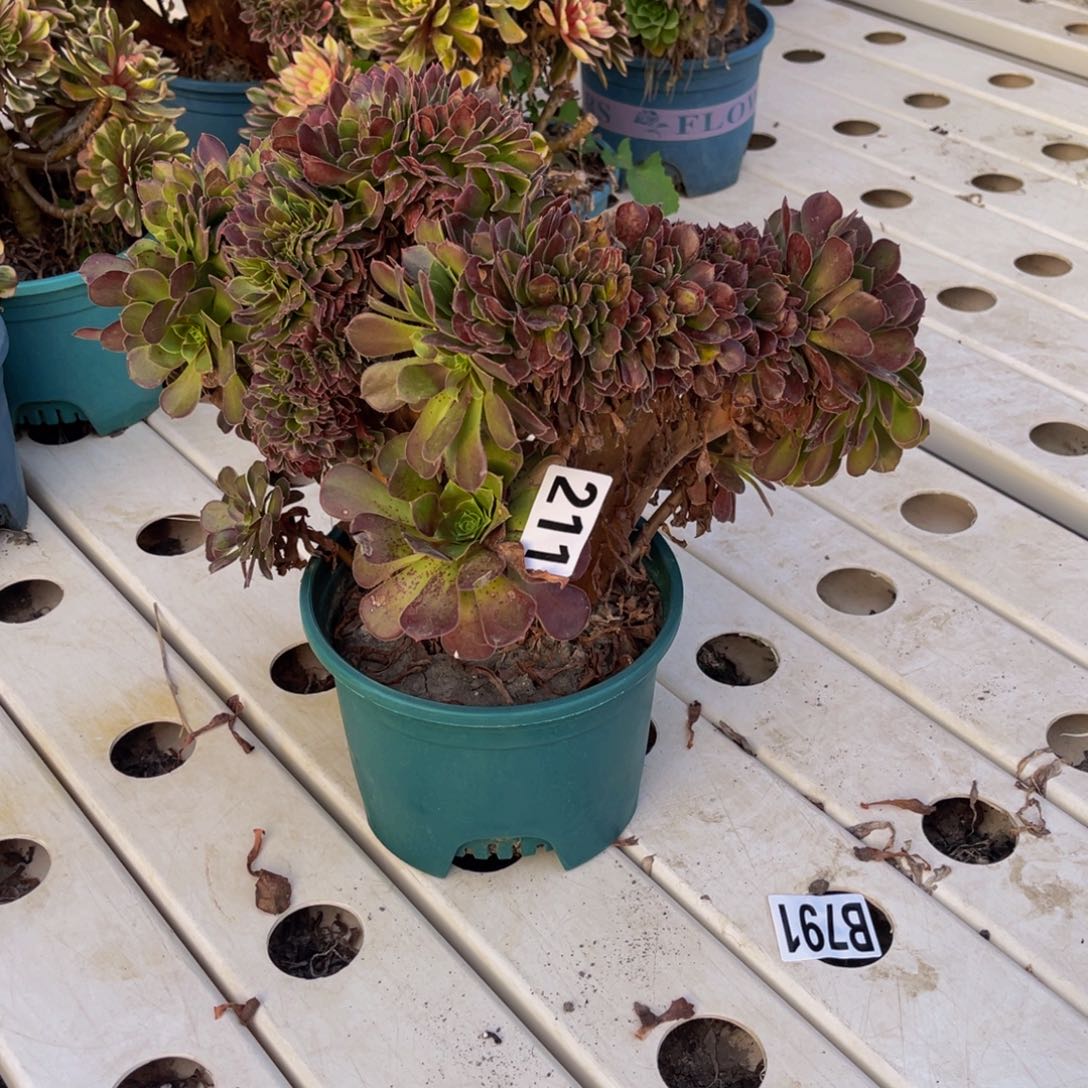 荷兰法师7///////23包邮