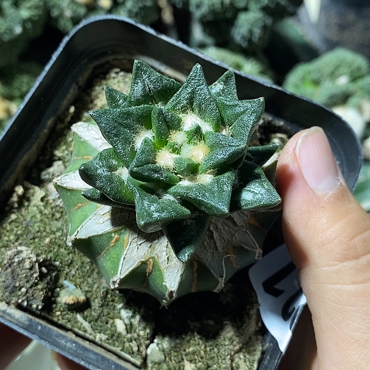 苗接宽疣龙角牡丹。627号