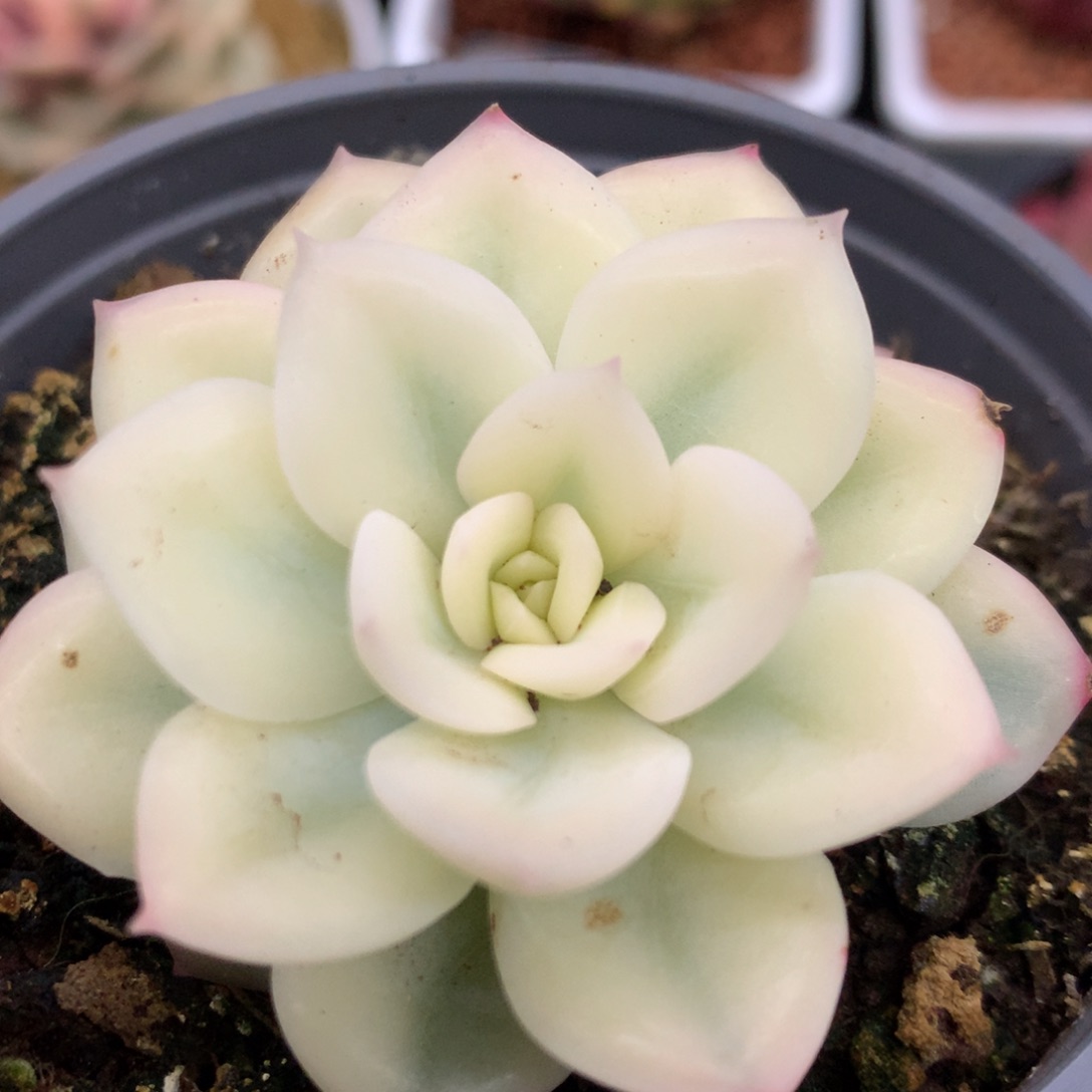 宽锦月亮锦锦锦锦锦集