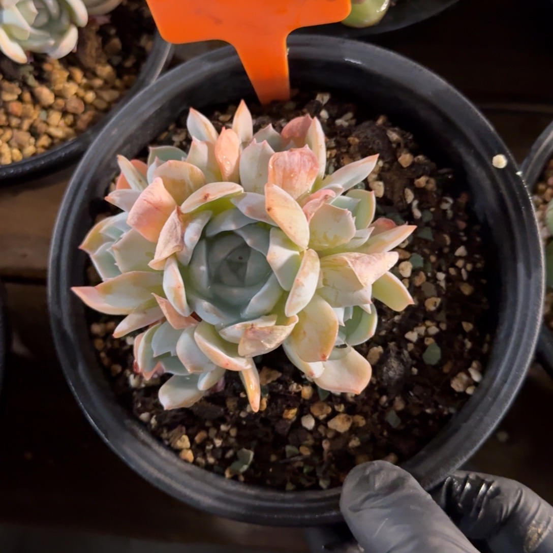 白茶小手捧1111111111111111111