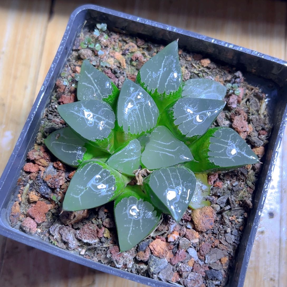 月影母本玉露多肉1