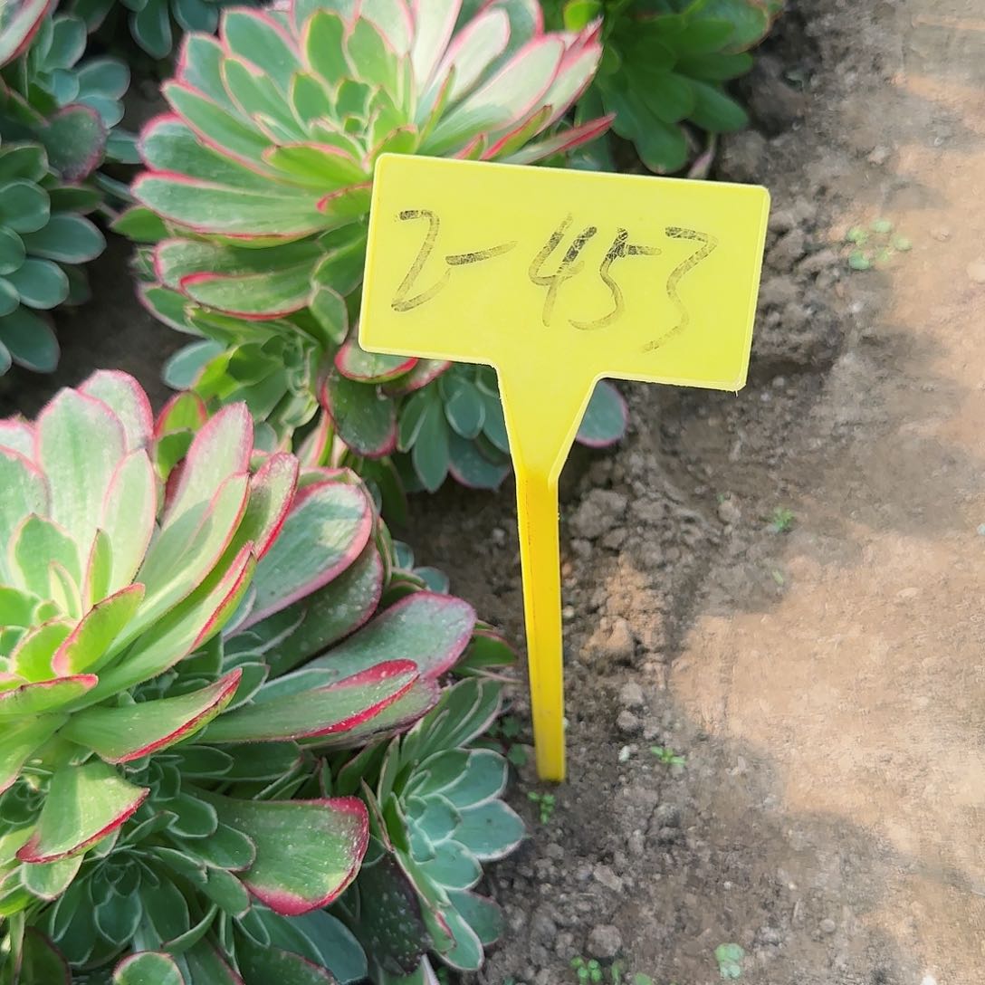 流**叶2-453---香炉盘4颗多头