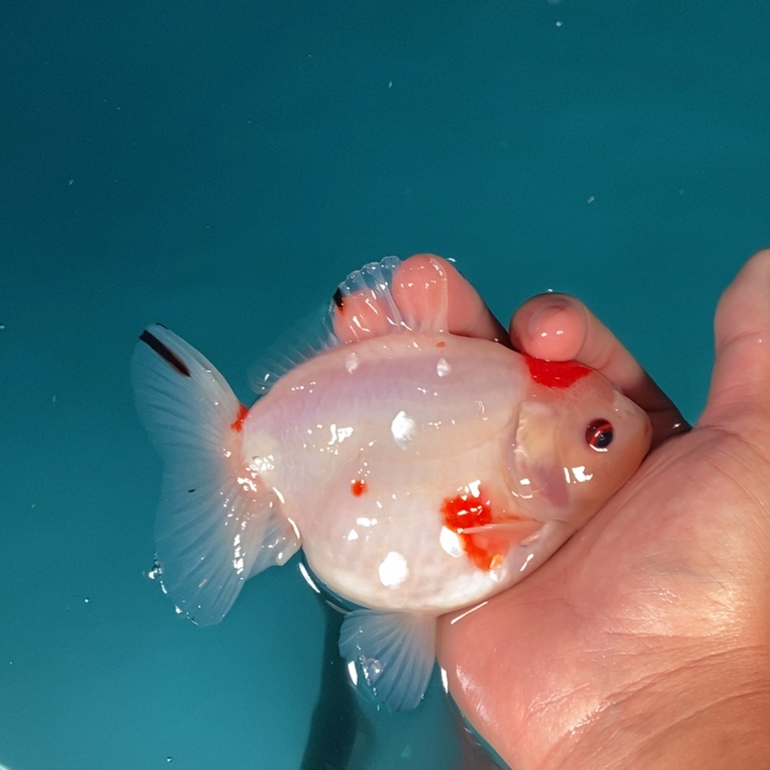 海水鱼1111111111，我