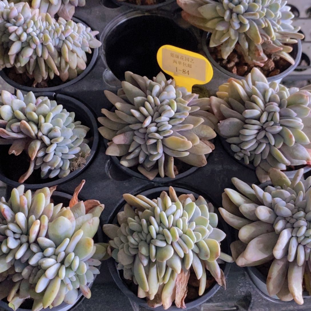 1-84-精品母本粉兔缀化一个