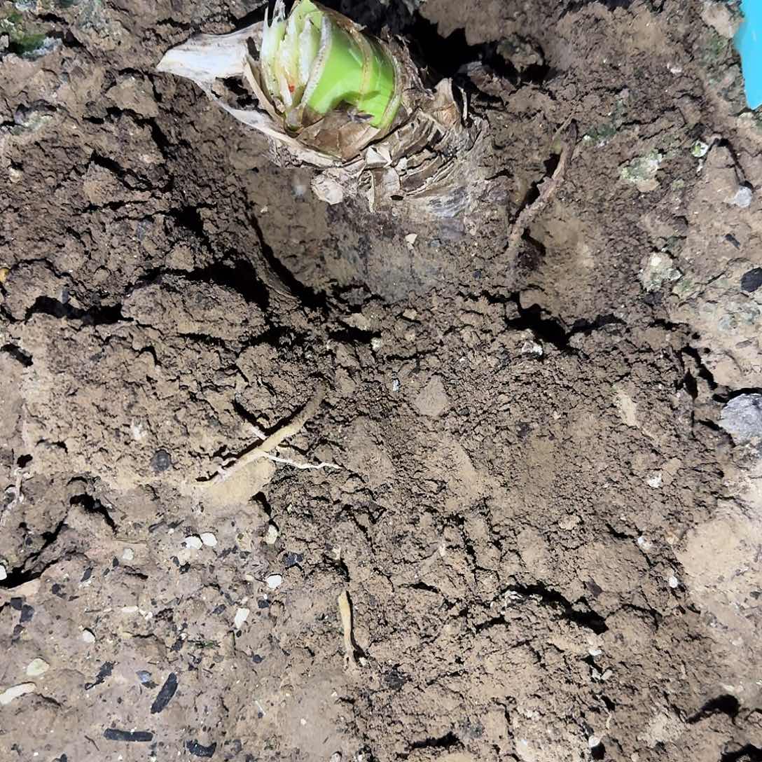 太阳神PIUS7厘米裸根一棵