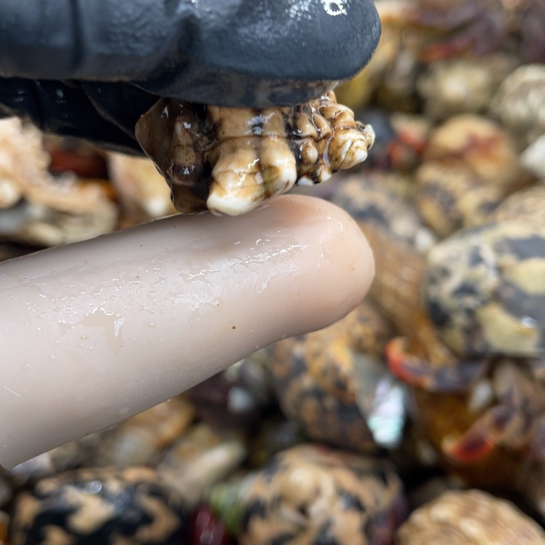 不退不换活体宠物133