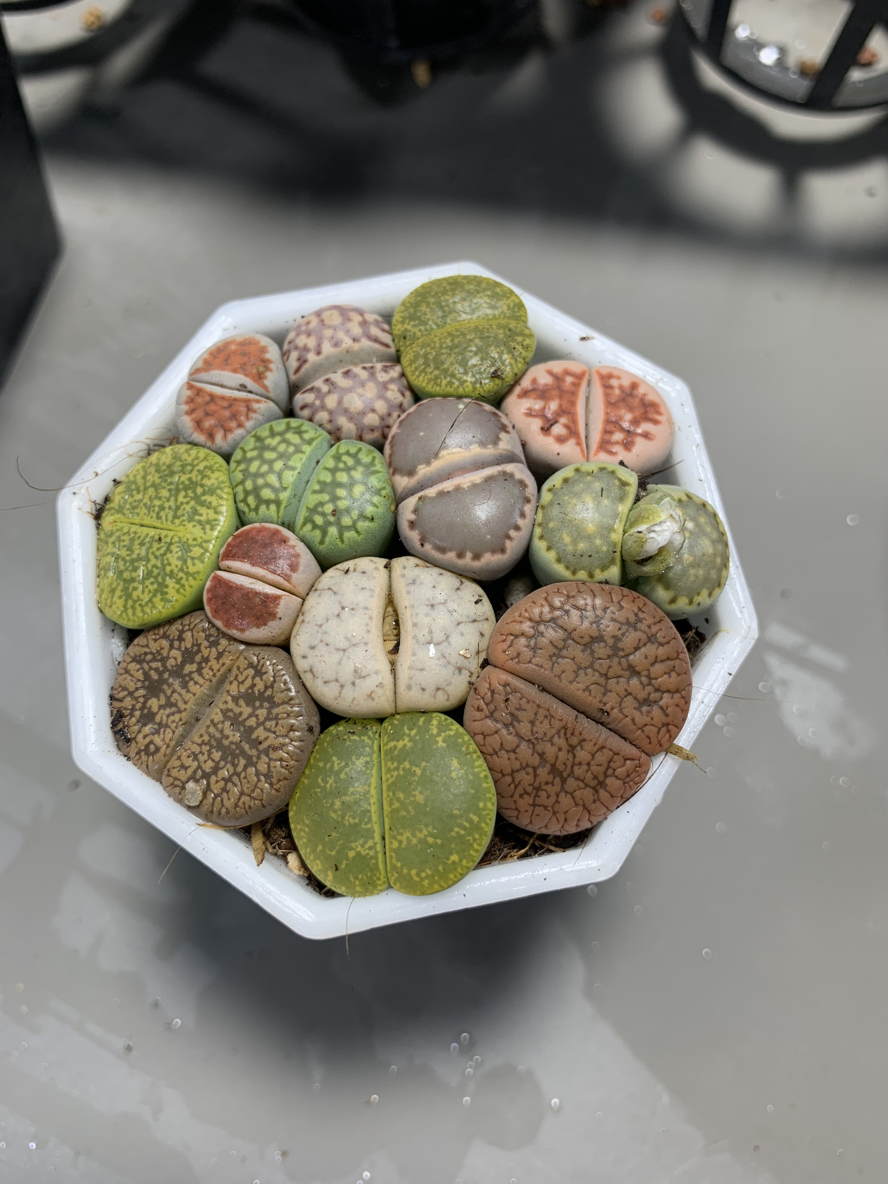 彩拼生石花多肉植物好养活适合室内阳台种植