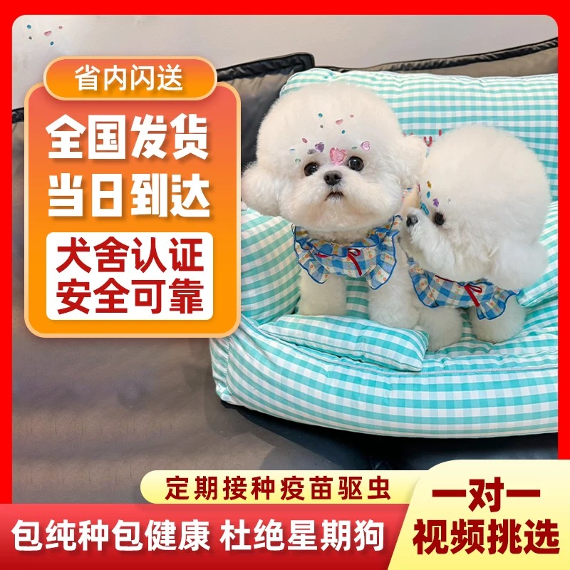 纯种比熊幼犬小体比熊犬长不大飞耳茶杯犬活体小型犬家养宠物狗狗
