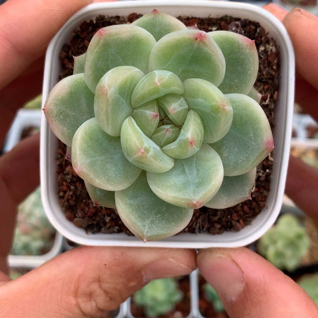 珍妮一颗大尺寸40号♥️