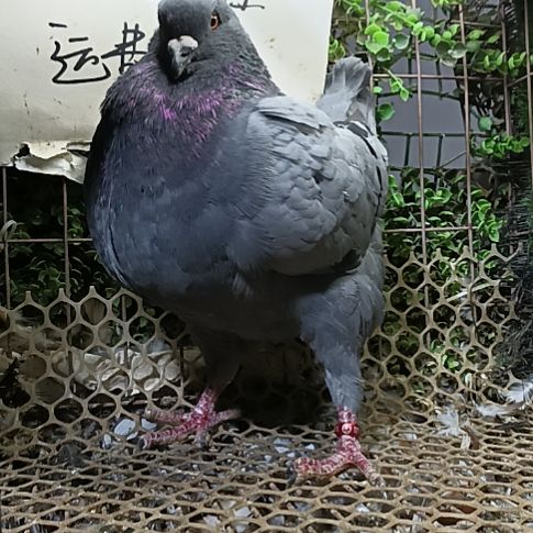 圆环鸽子公鸽子一只