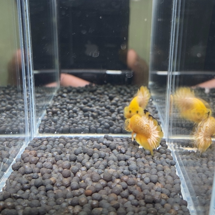 斗鱼泰国斗鱼82号