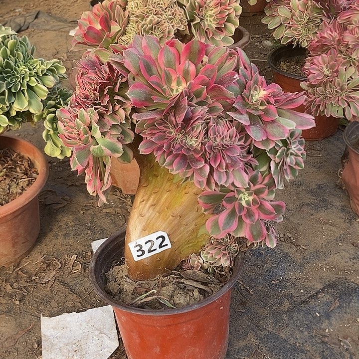 322粉女巫老庄缀化老板子