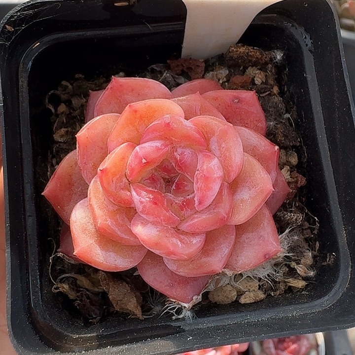 冰糖水晶多肉植物049