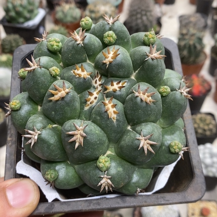 大号短豪刺象牙特价