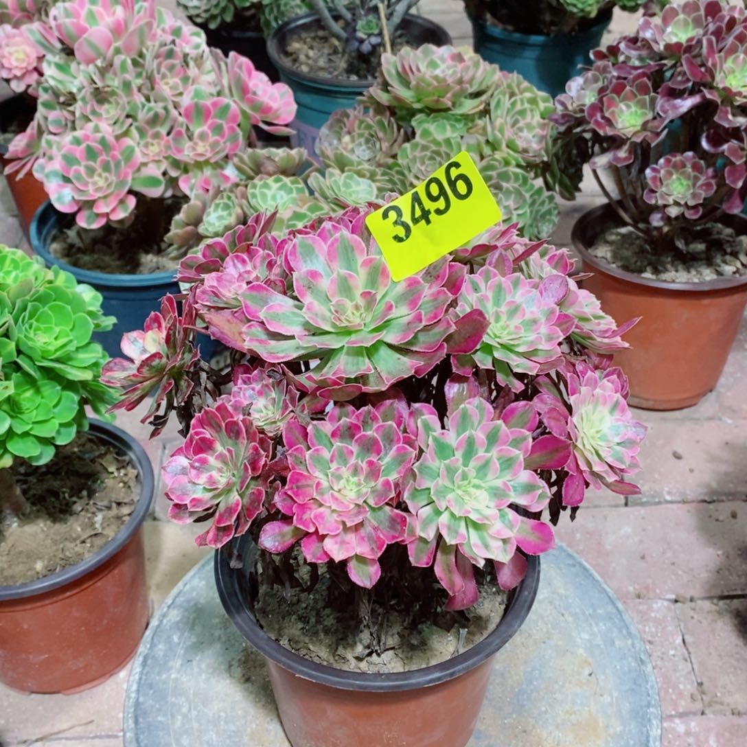 红同白多肉植物3496