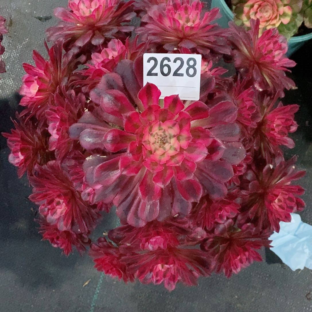 红陶2628红铜白4多肉