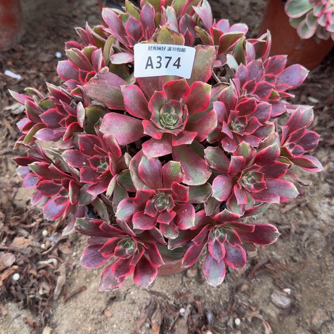 374浣纱。多肉植物