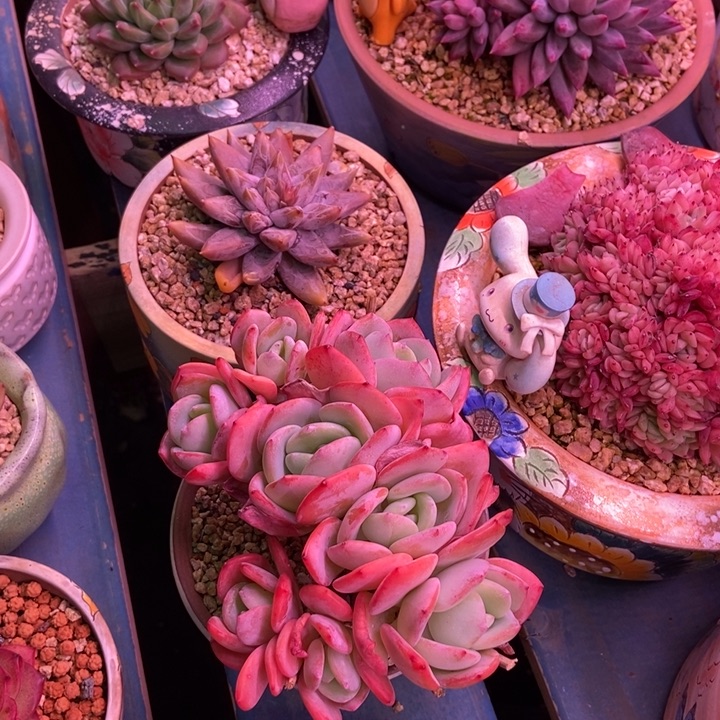 骑***笑劳林缀化一物一拍