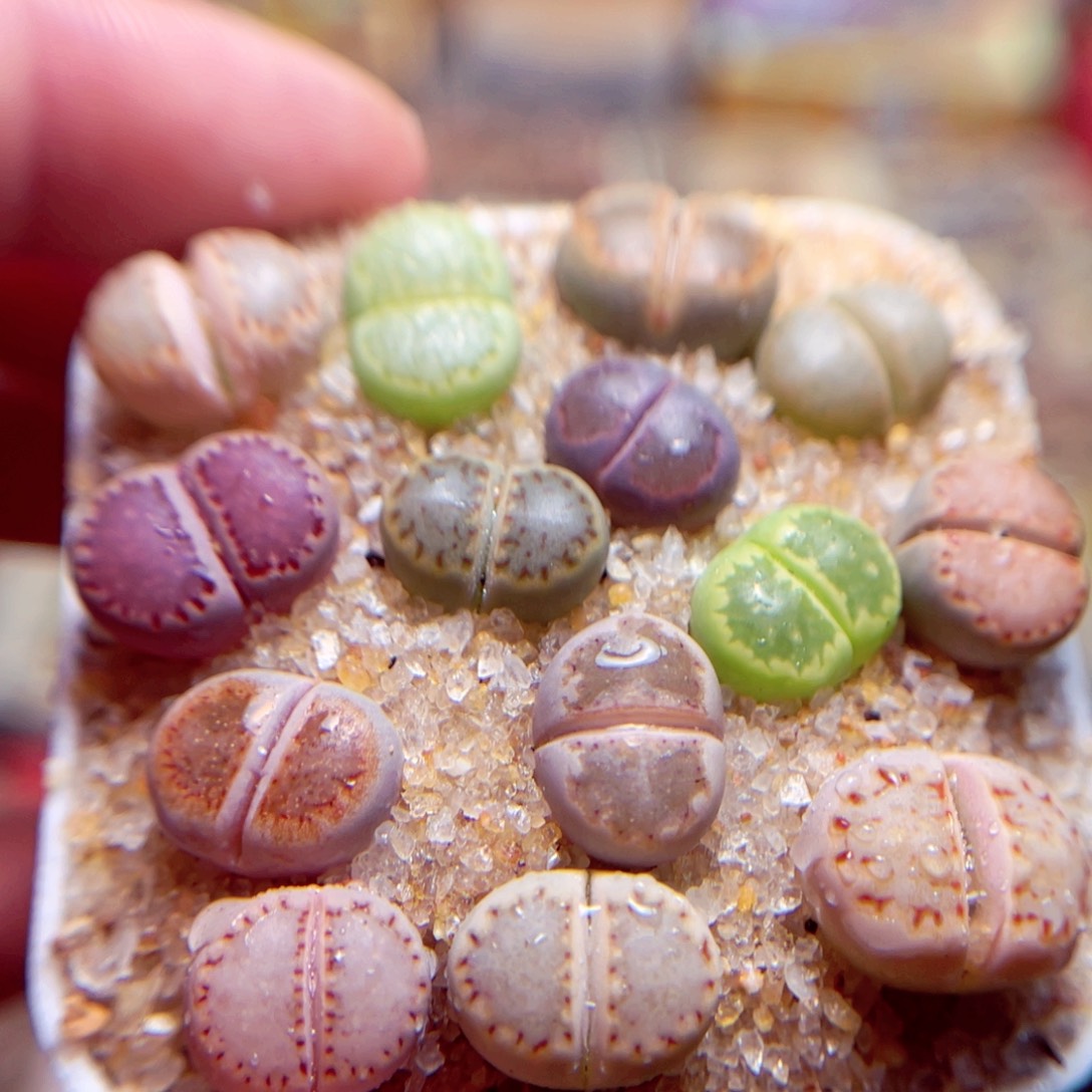 257号带盆盆人包邮发货