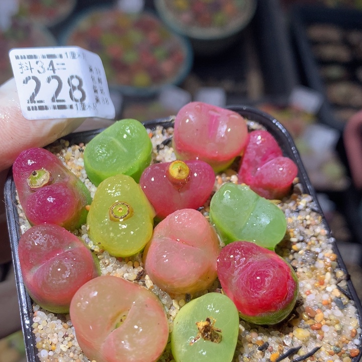 精品生石花34.228