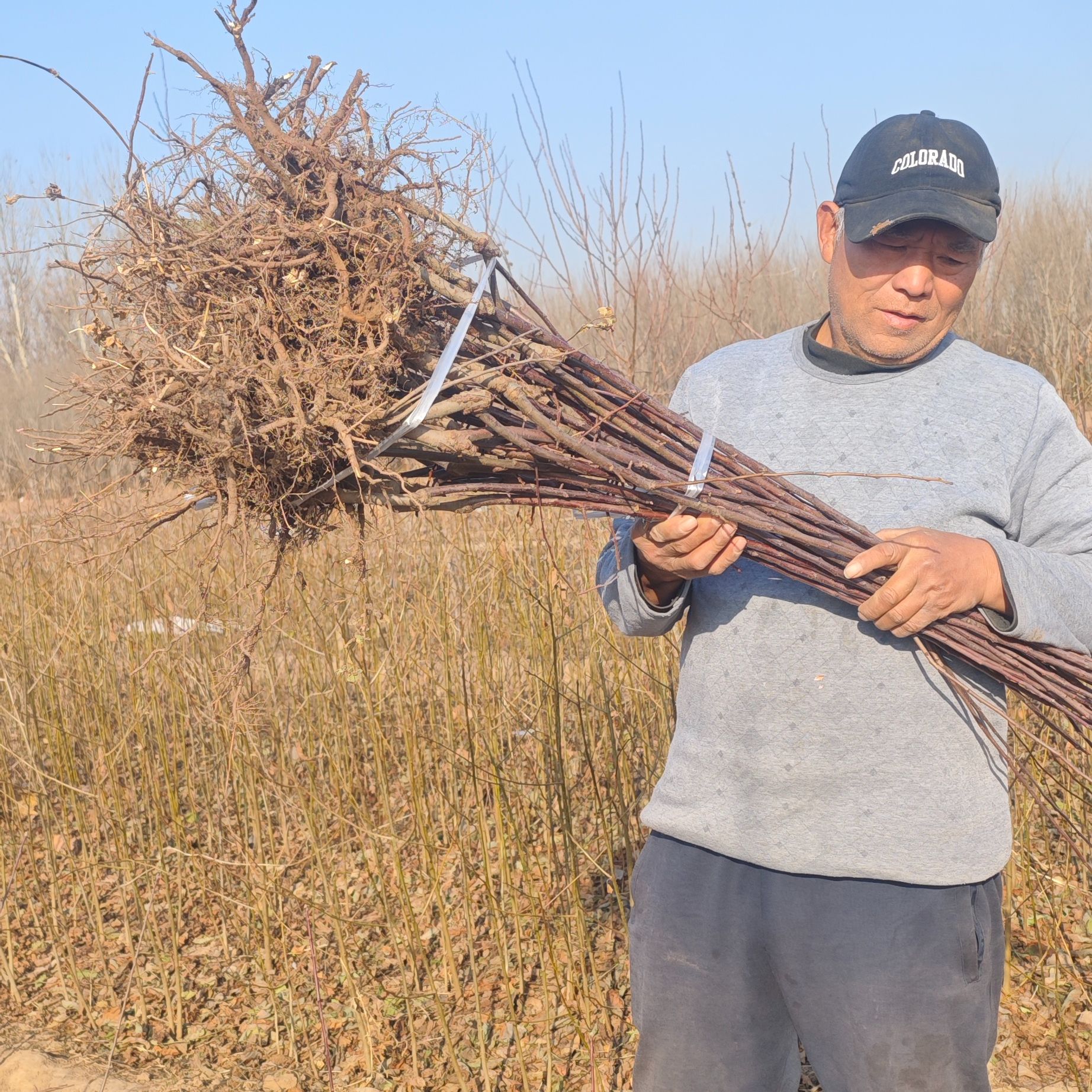 苹果苗基地优质苹果苗批发