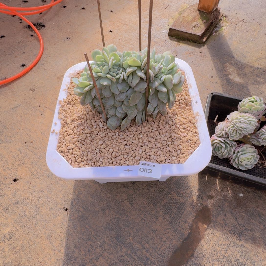 芒***朵多肉植物劳林缀0113