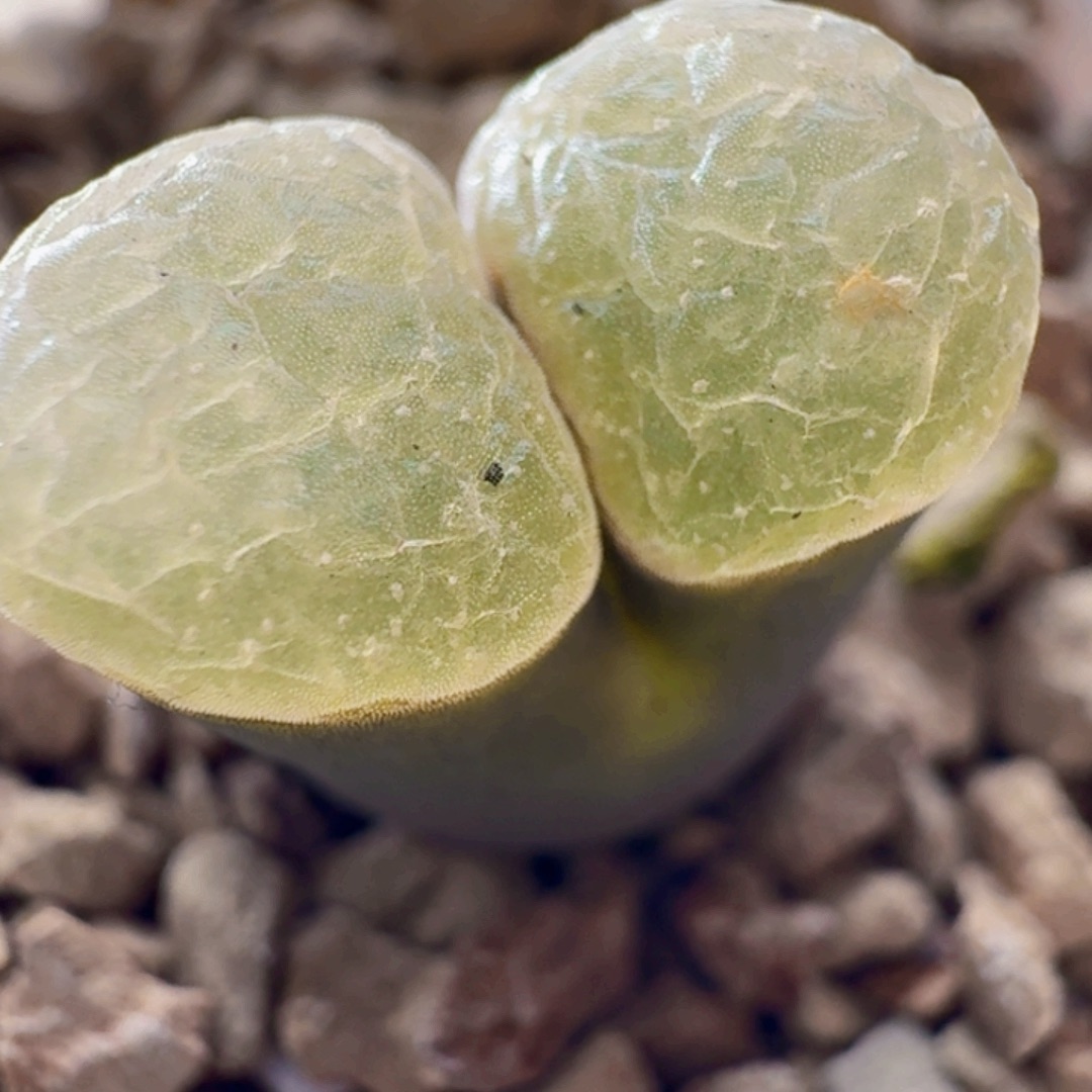 磁铁风铃玉肉锥3262