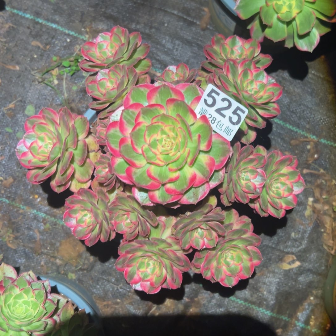 多肉植物525脱土的