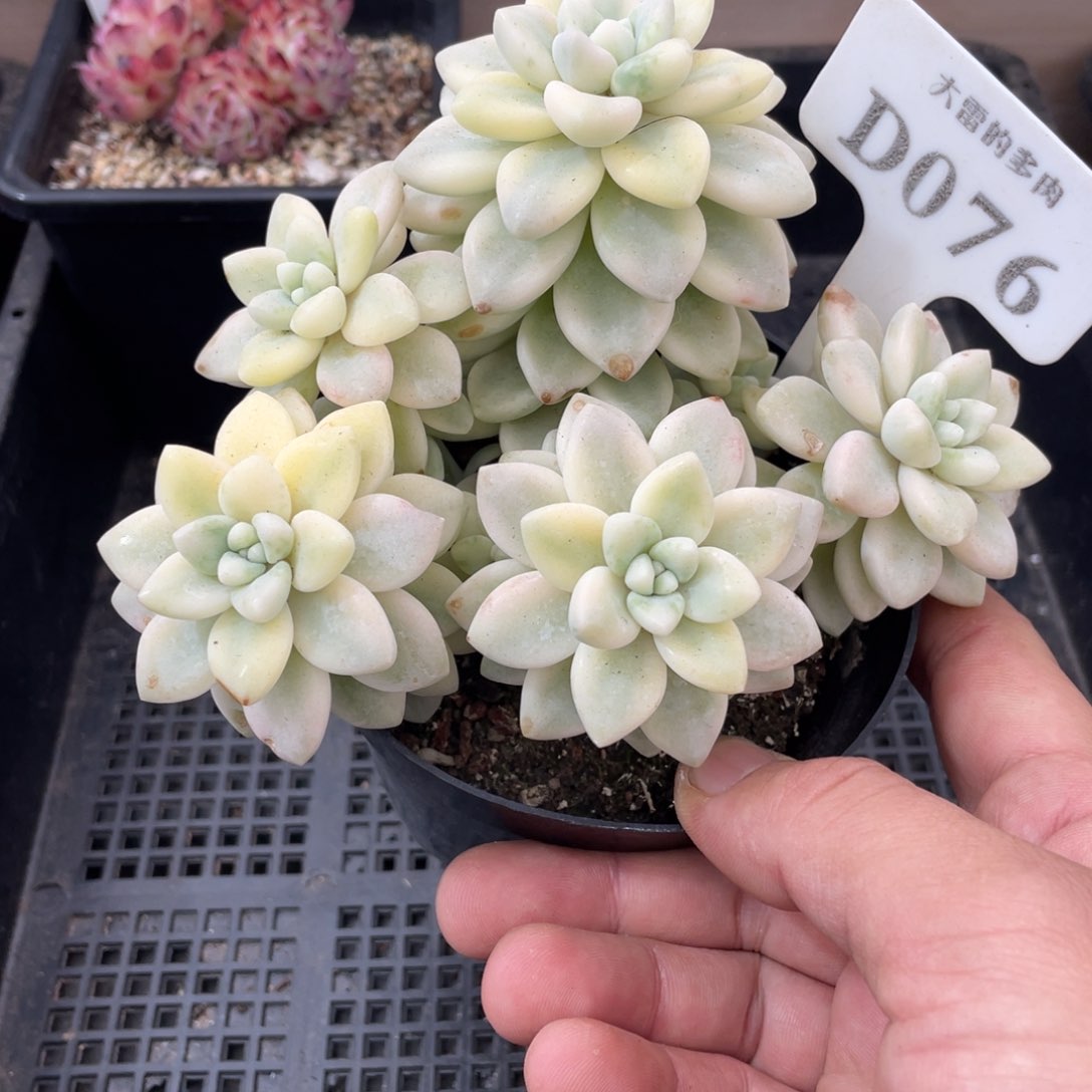 076洛神锦不带盆14厘米