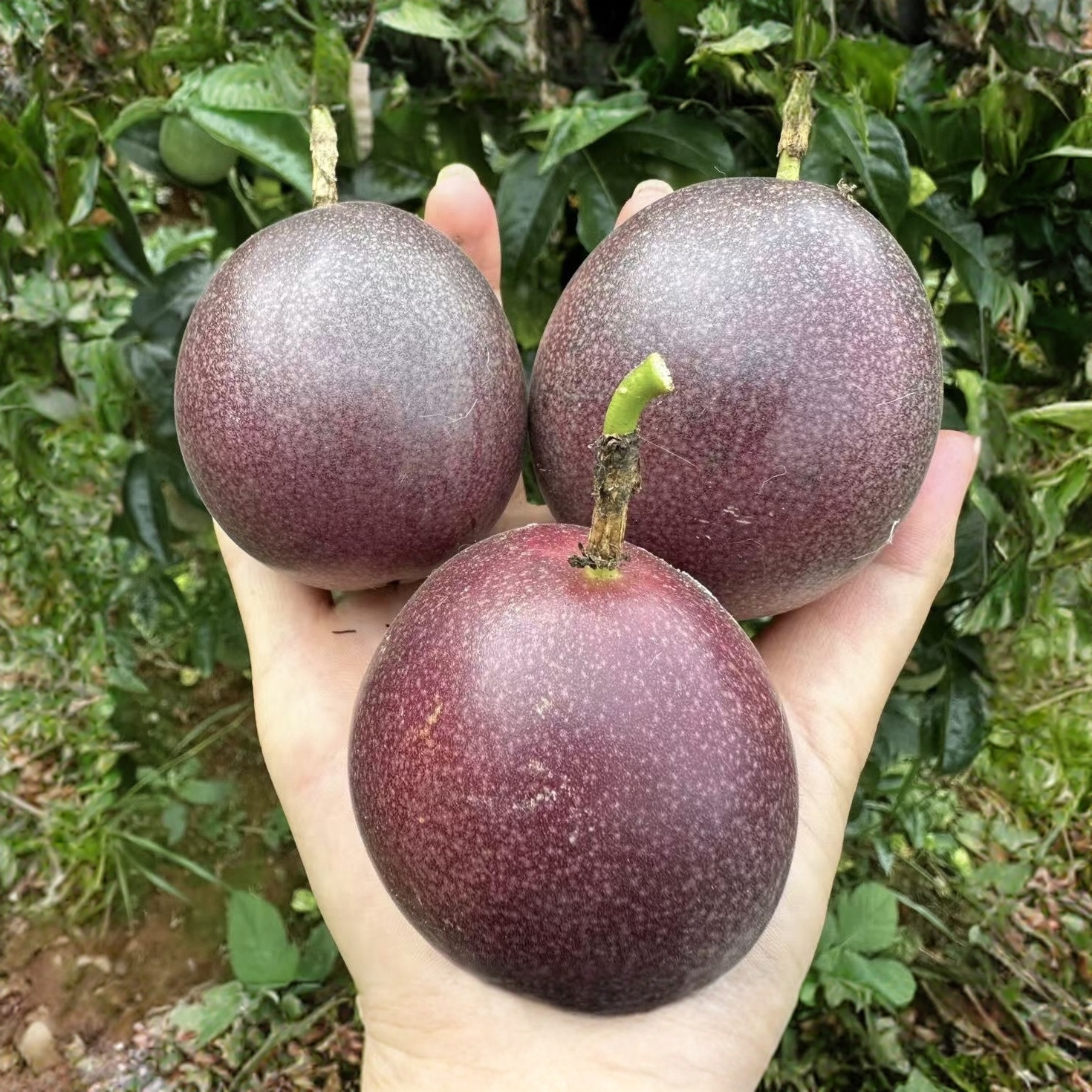 云南高山应季新鲜采摘紫皮百香果酸甜多汁孕妇水果