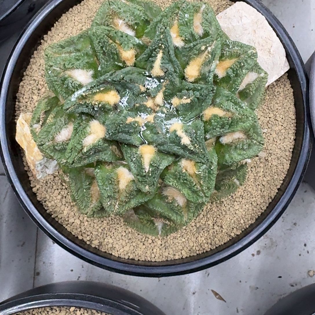 大尤螺旋辛顿，暂未开根