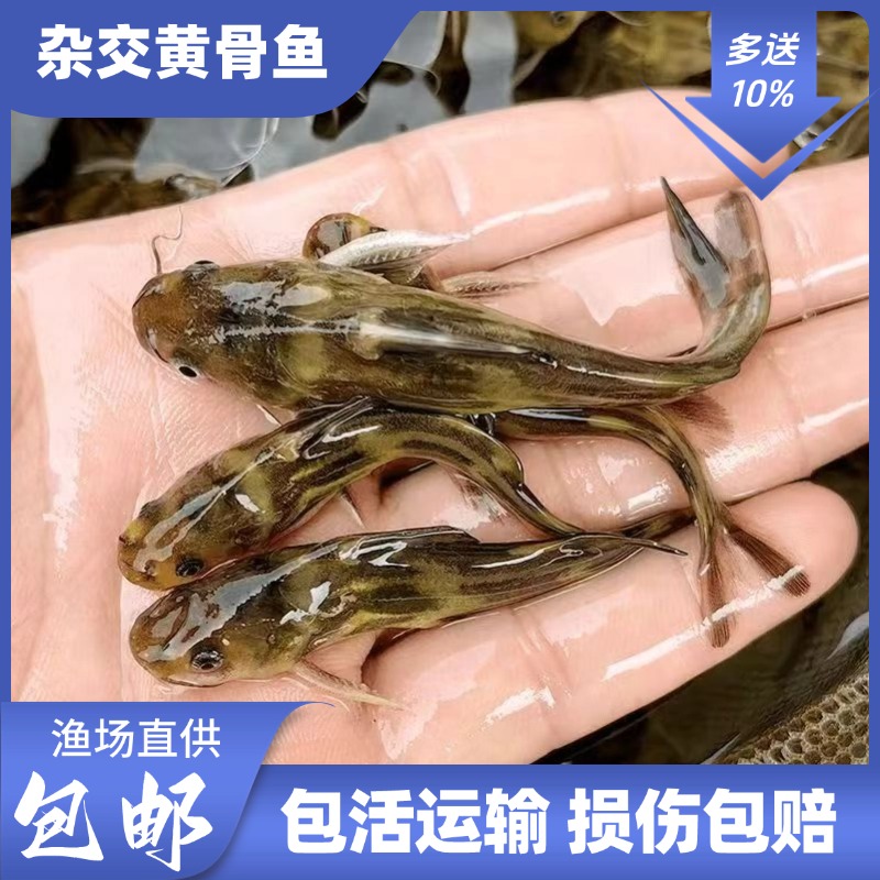 黄骨鱼黄辣丁黄姑鱼活体淡水宠物观赏养殖
