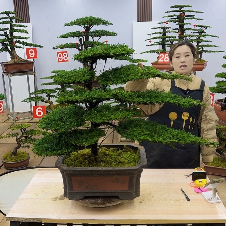 盆景直播间一物一拍