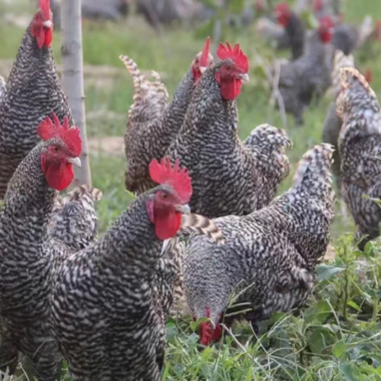 农家散养正宗汶上芦花鸡新鲜现发