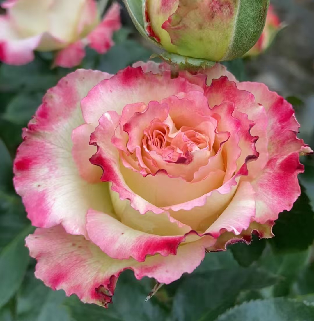 莲花大苗   四季灌木月季