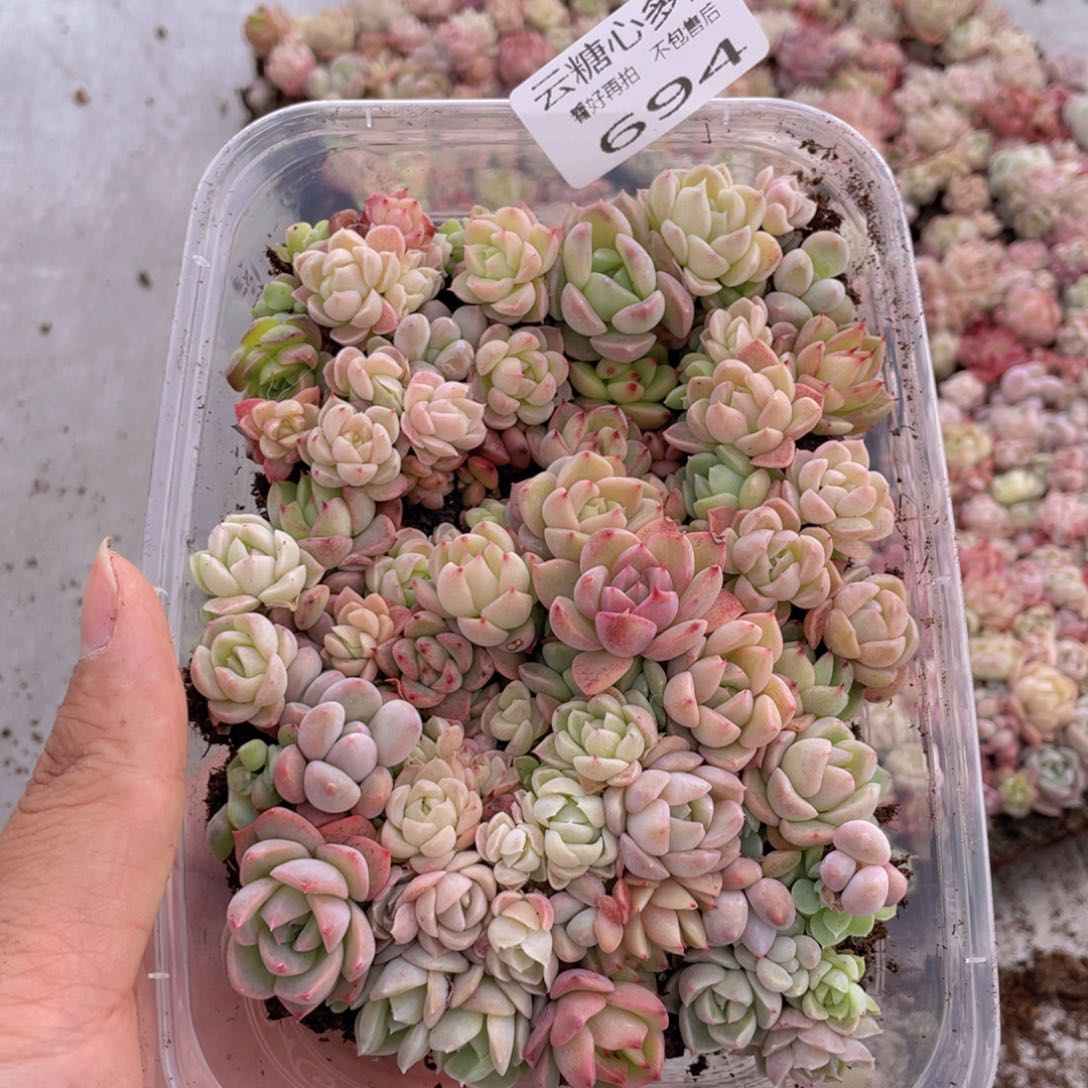 云糖心多肉植物694