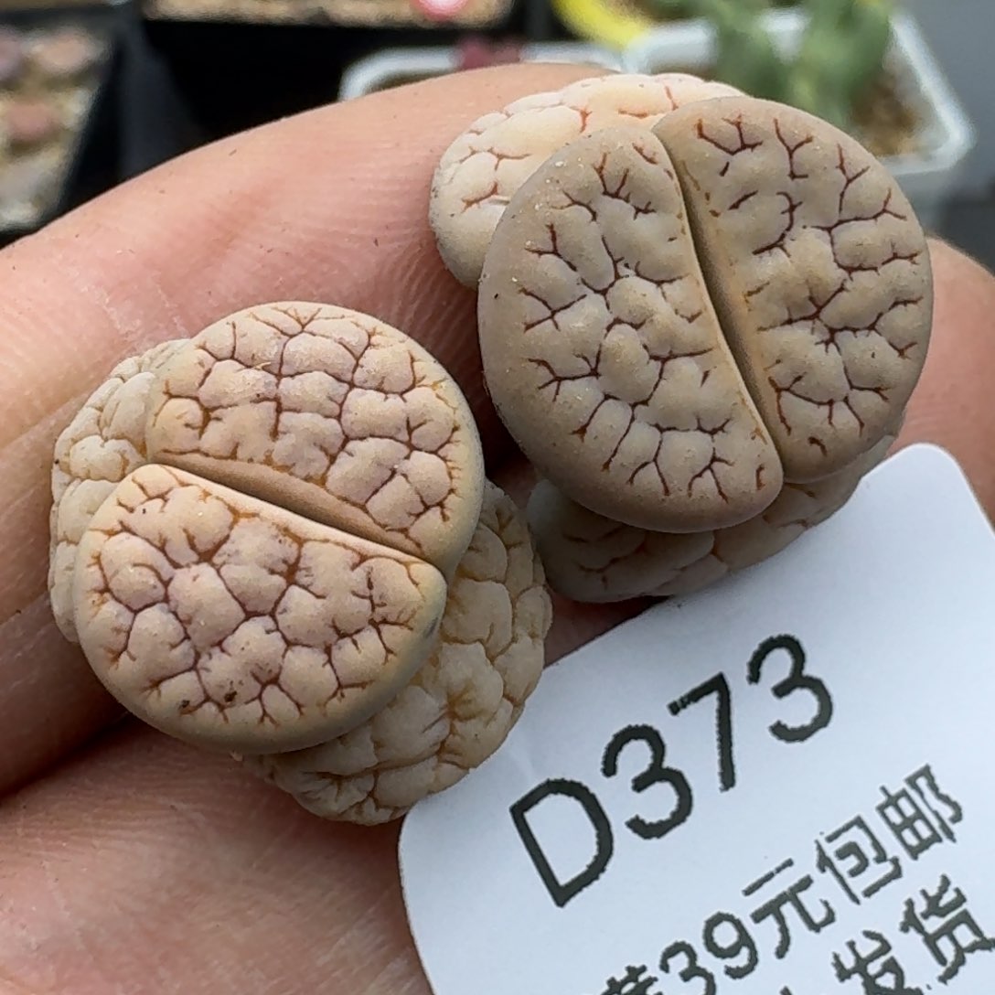 373多肉姐姐哈哈哈哈