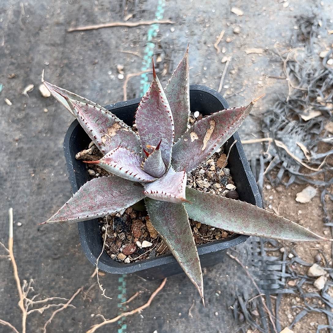 糖*迪龙舌兰厚叶血雷