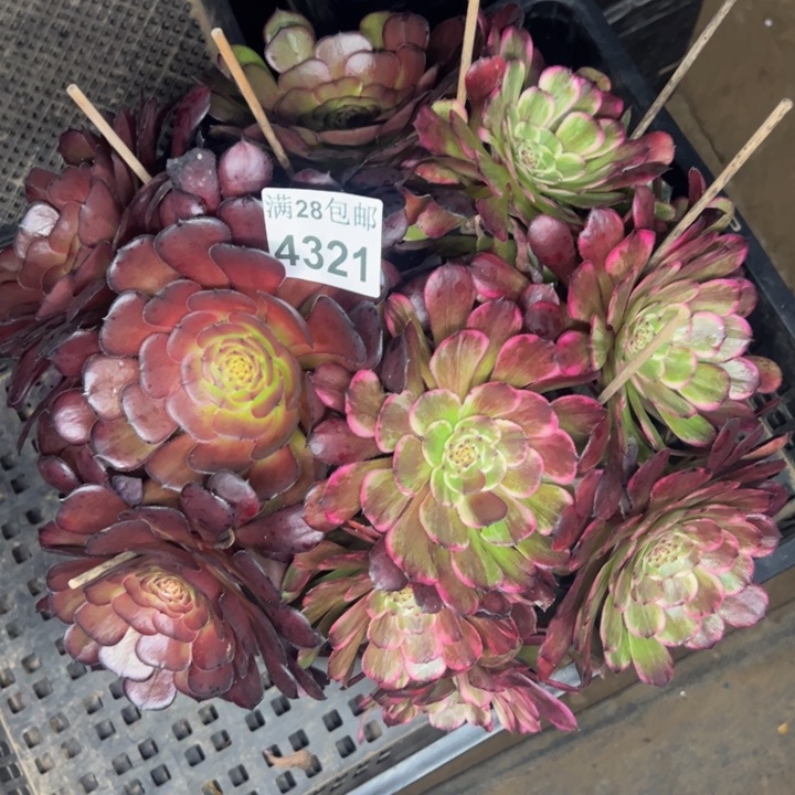 4321水墨画多肉植物