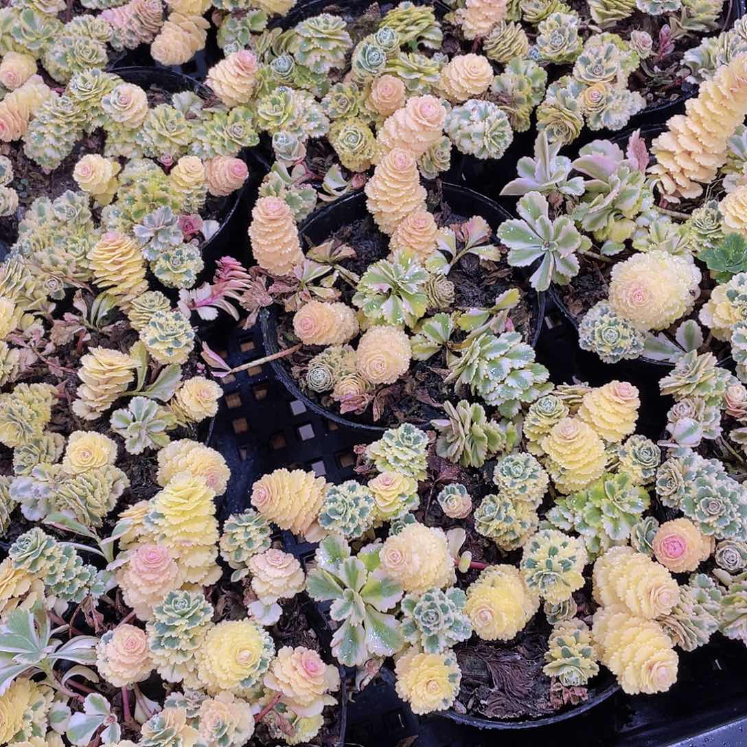 量拍77号 亚特兰蒂斯锦一盆
