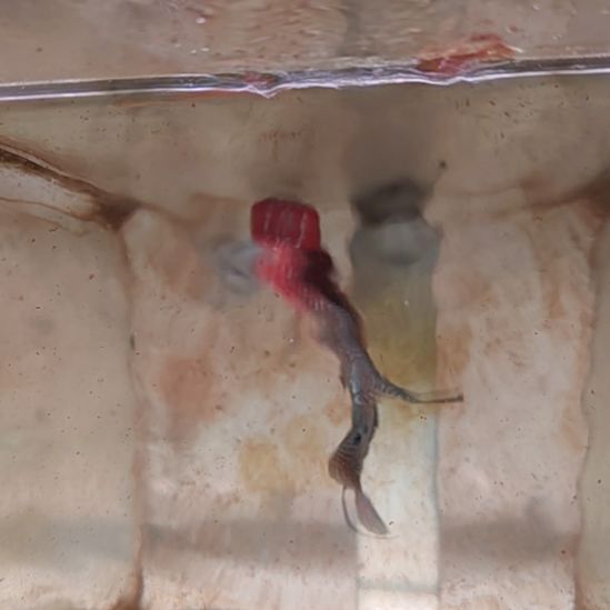 罗汉鱼22222222222