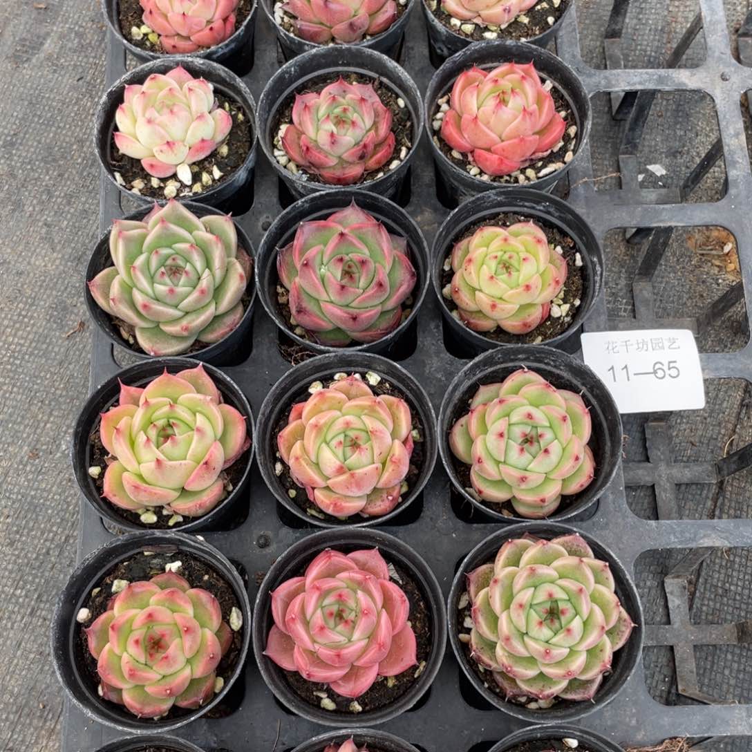 一物一拍18棵11-65