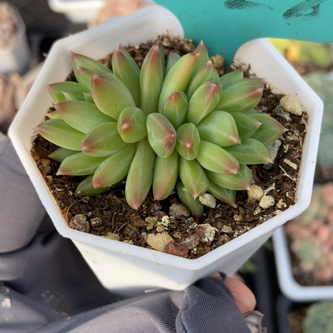 7028甲骨文多肉植物保护