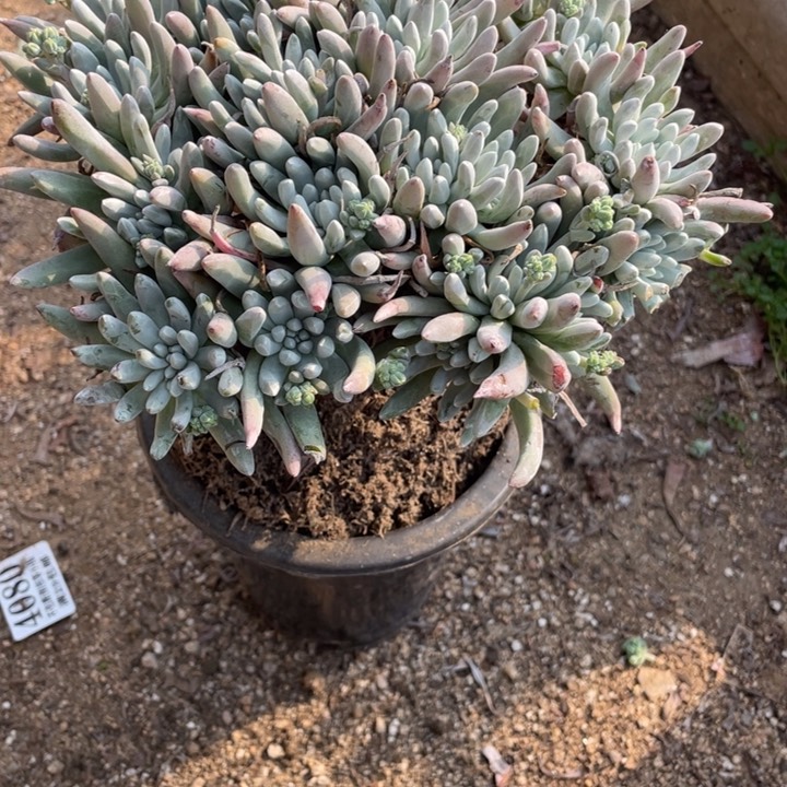 @*行185号雪花多肉植物