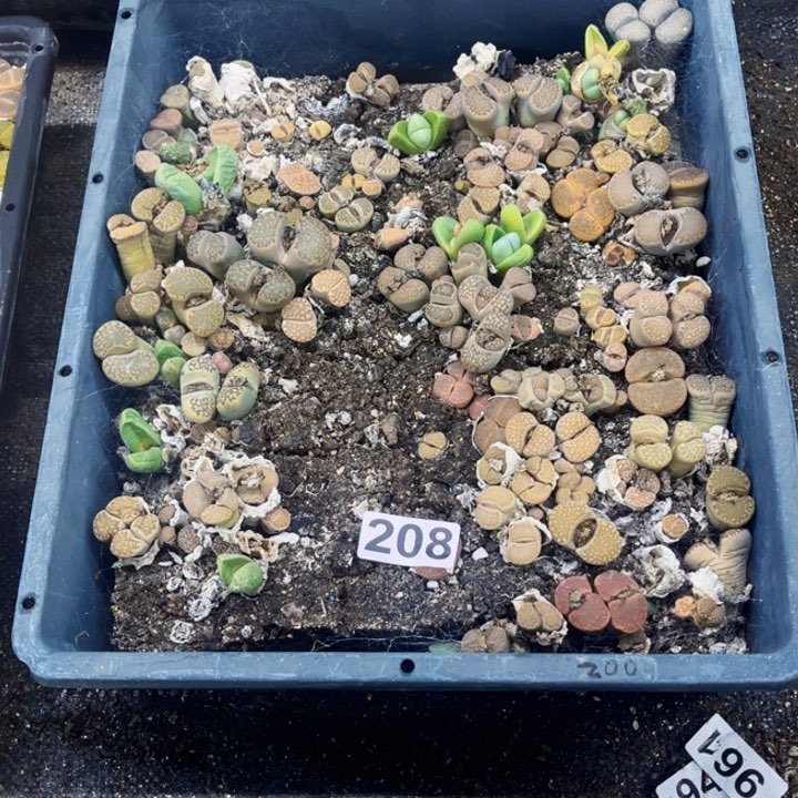 208 生石花一物一图如图