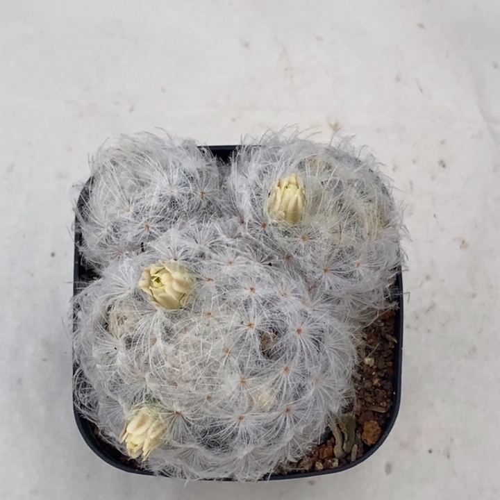 完全开放实生白星