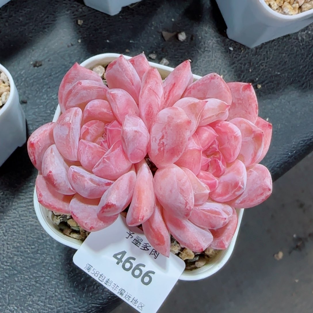 雪魄，4666多肉植物