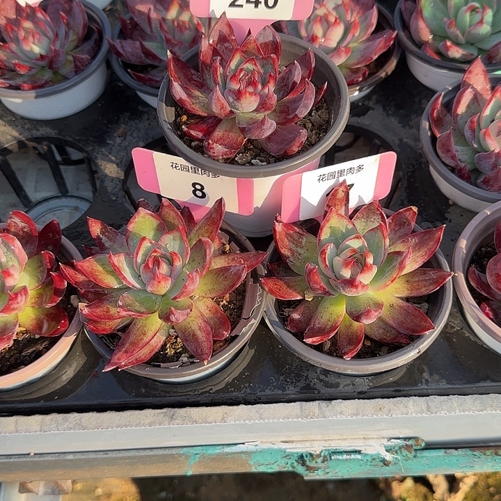 燕***姐240.8.17 惊鸿仙子多肉植物7-9cm