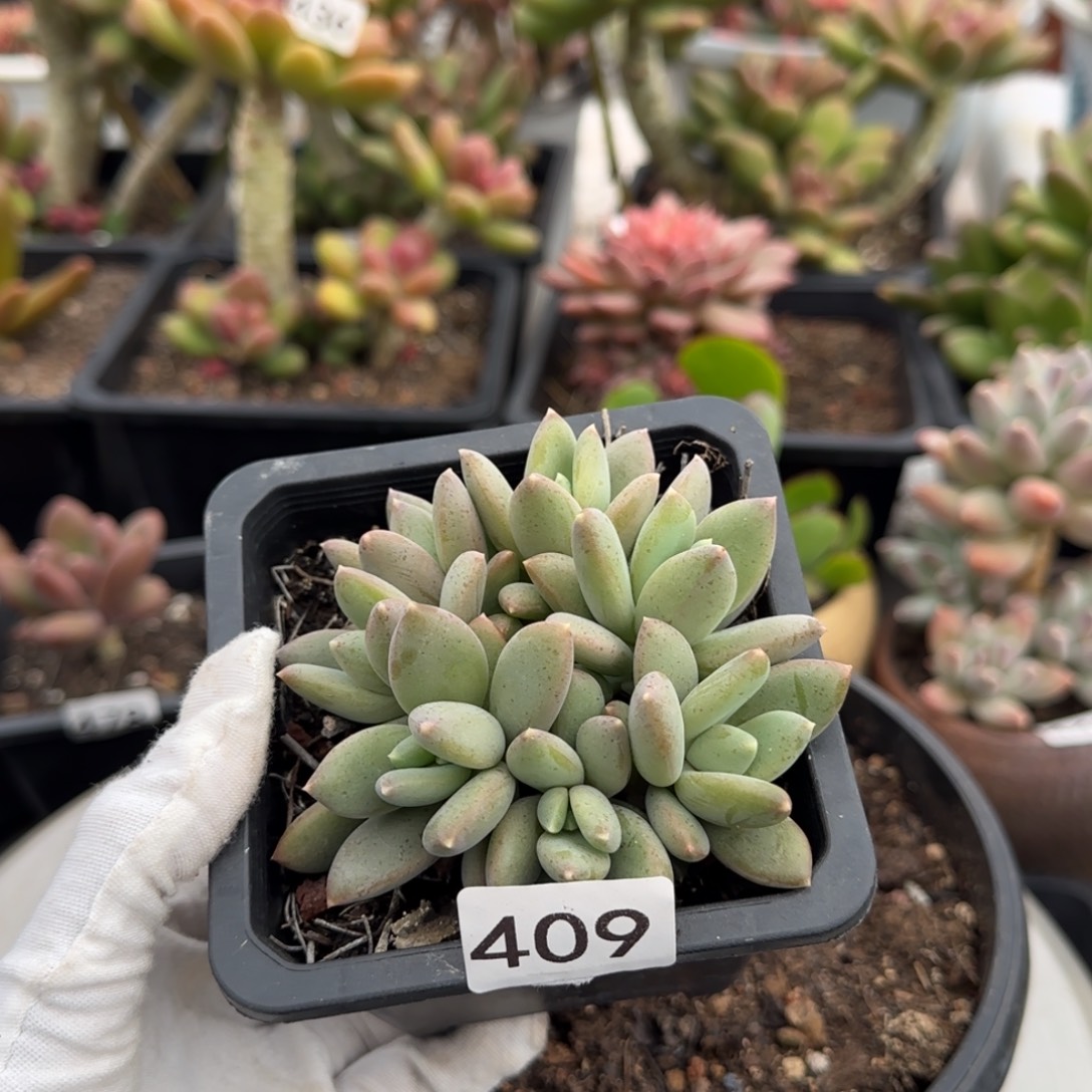 青***茶409号一物一拍一物一拍